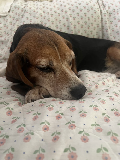 Mabel, photo 5