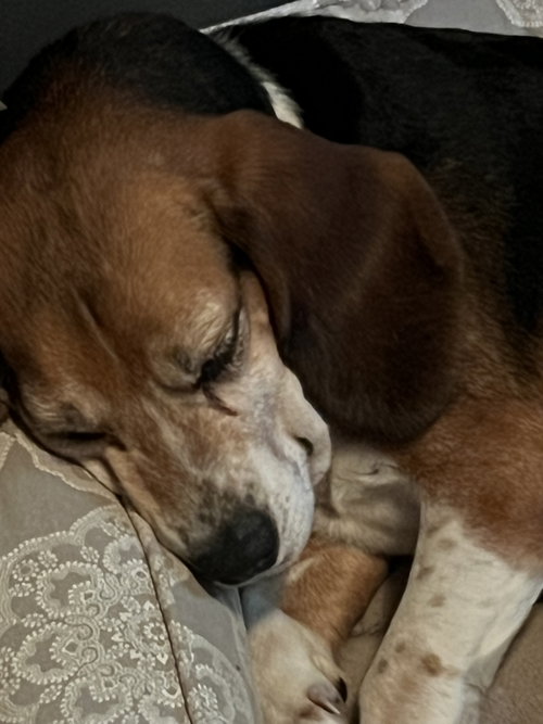 Mabel, photo 6