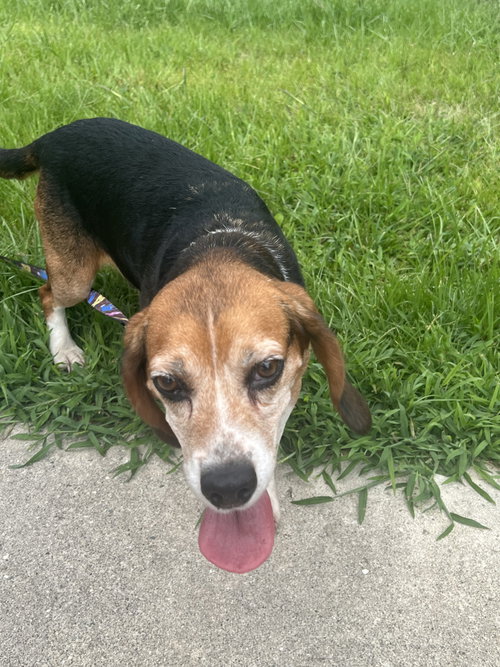 Mabel, photo 7