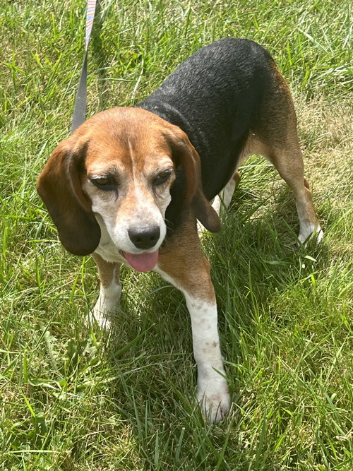 Mabel, photo 8
