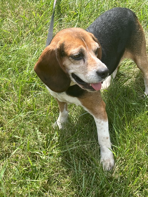 Mabel, photo 9