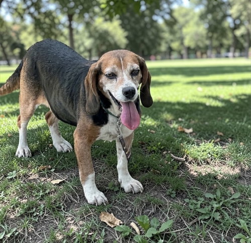 Mabel, an adoptable dog