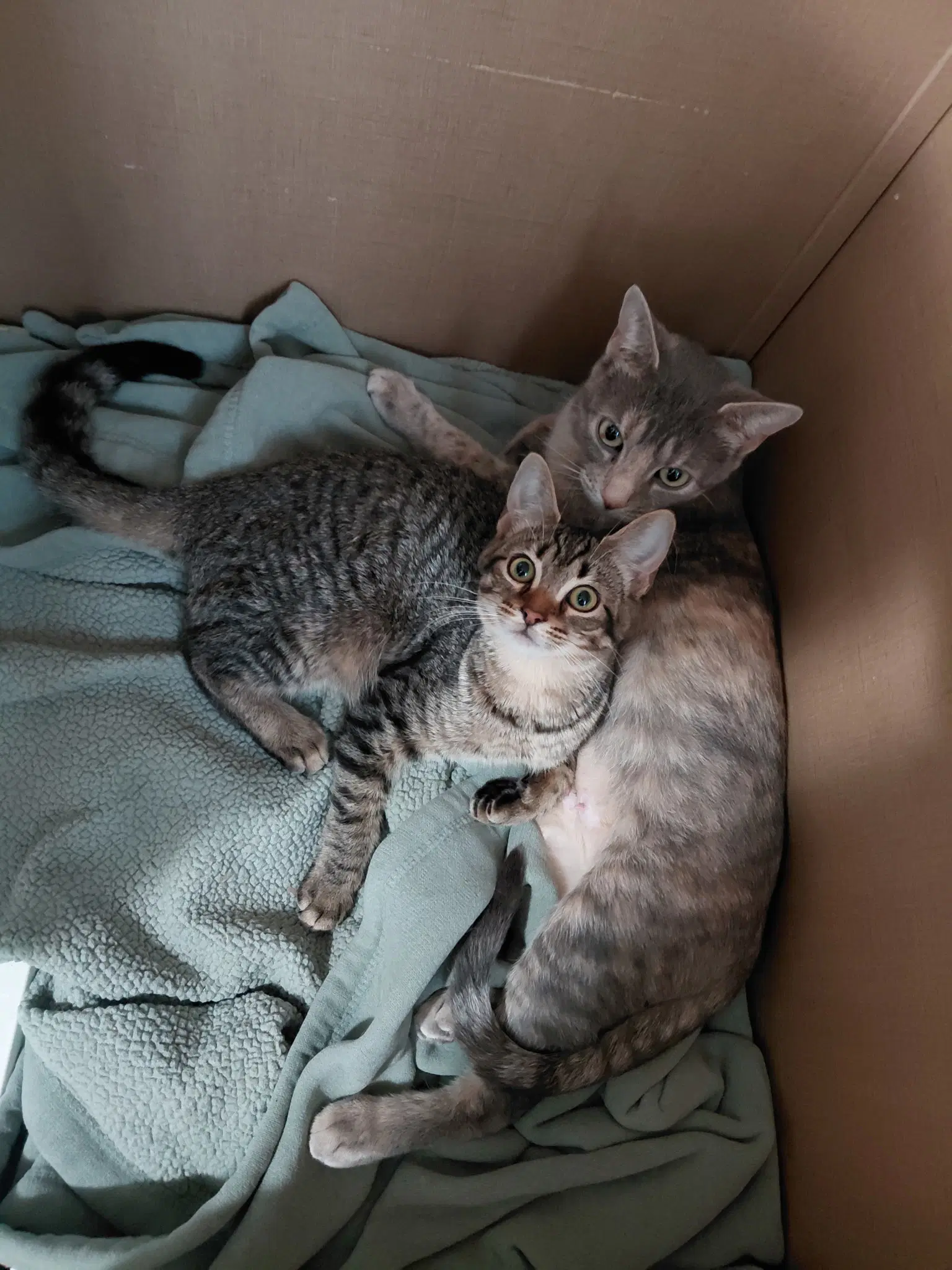 C Litter Doja image 3
