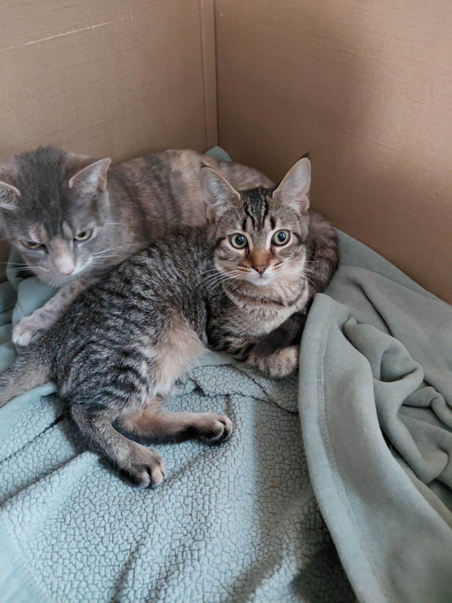 C333 Litter Doja, photo 2