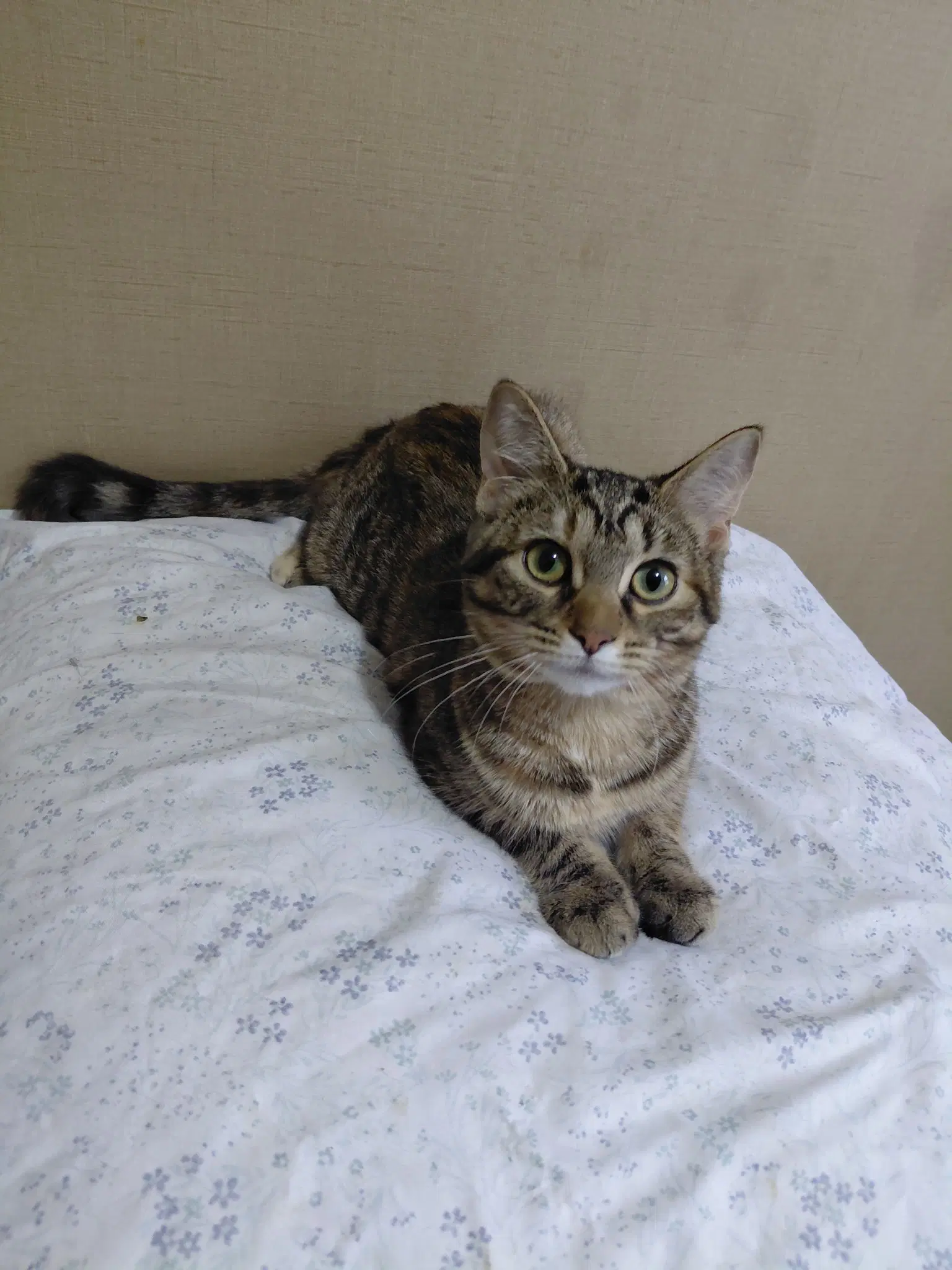C Litter Doechii - Domestic Short Hair