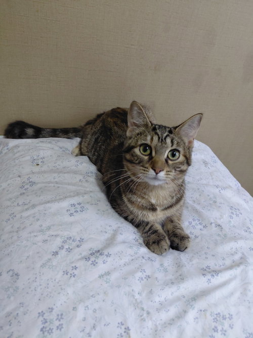 C333 Litter Doechii, a cat for adoption from Happy Days Dog and Cat Rescue