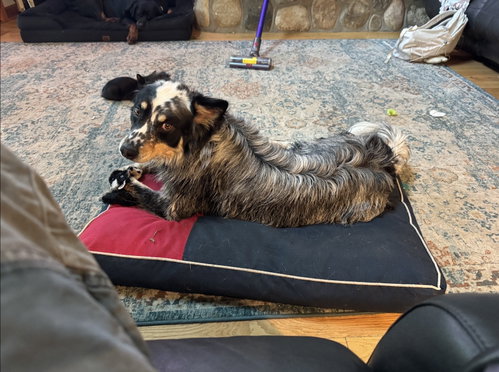 Beau, an adoptable dog