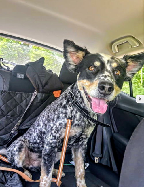 picture of the dog needing adoption