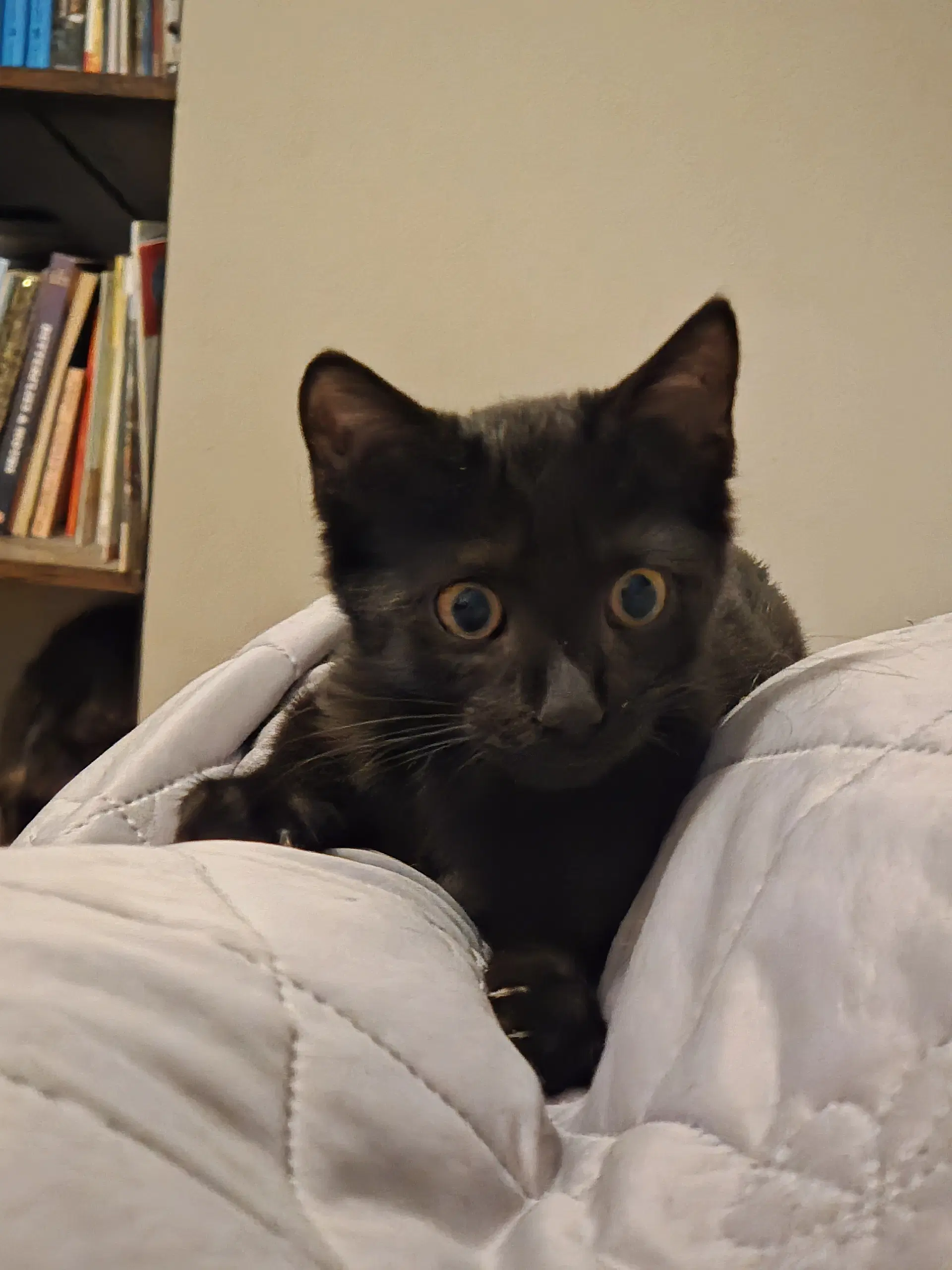 Snowball - Domestic Short Hair