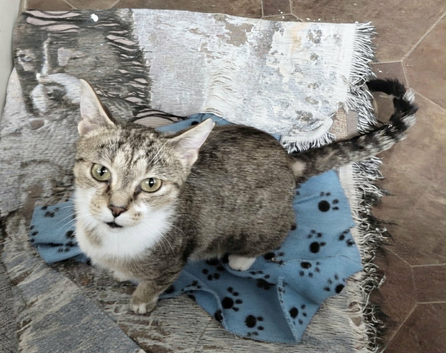 C336 Litter Opal (Mom), photo 2