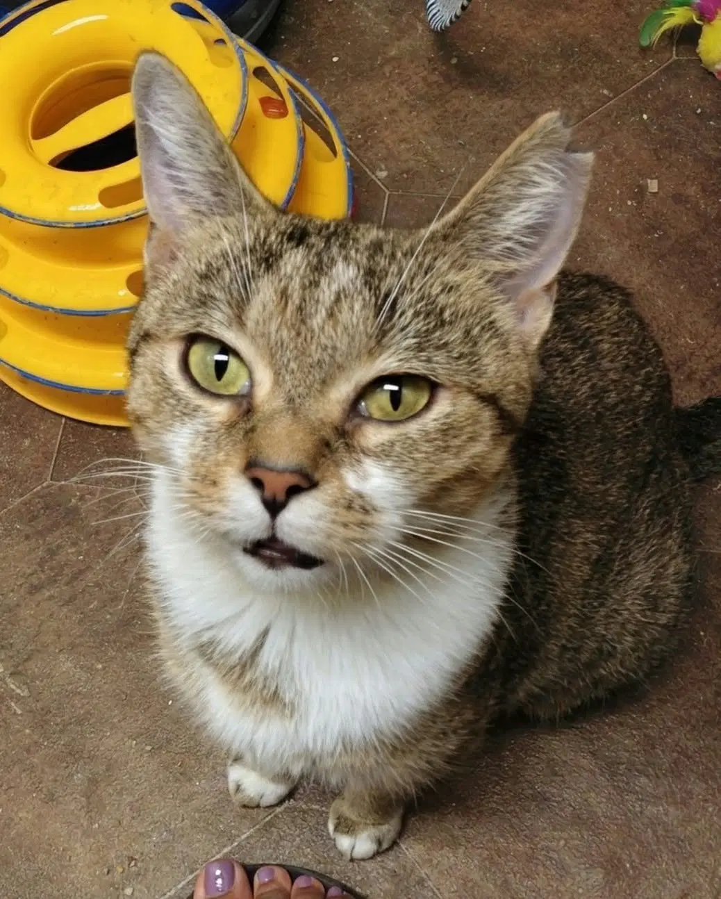 Opal - Domestic Short Hair