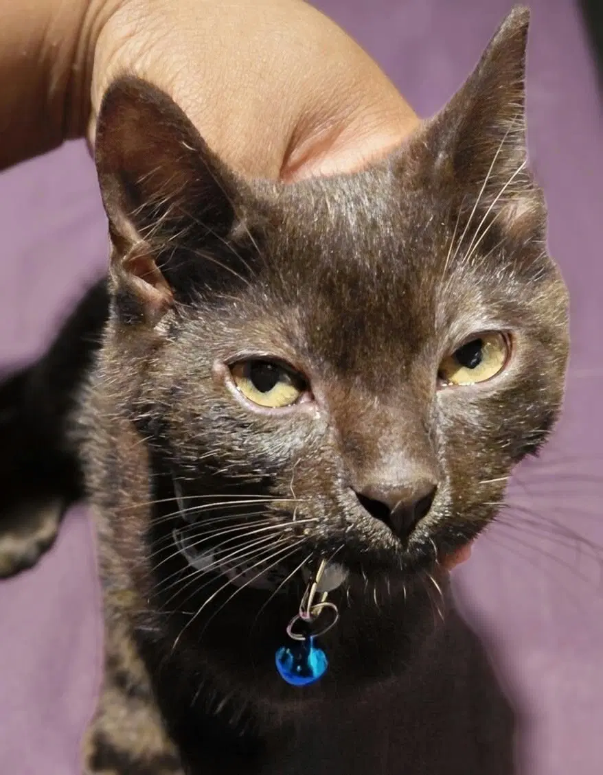 Bruno - Domestic Short Hair