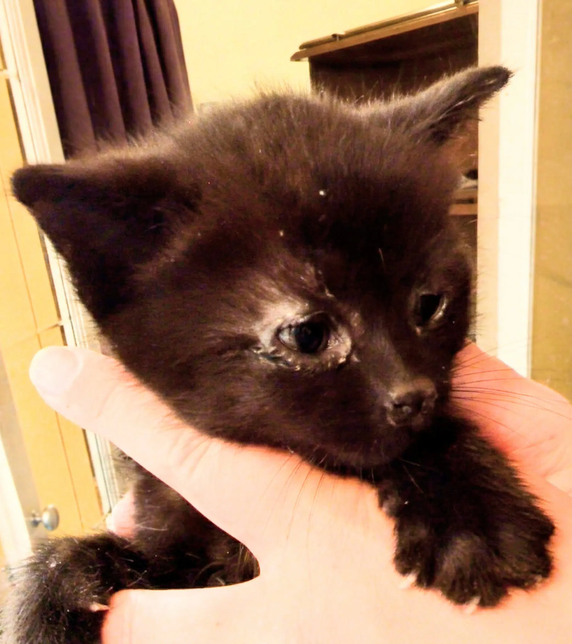 Binx image 2