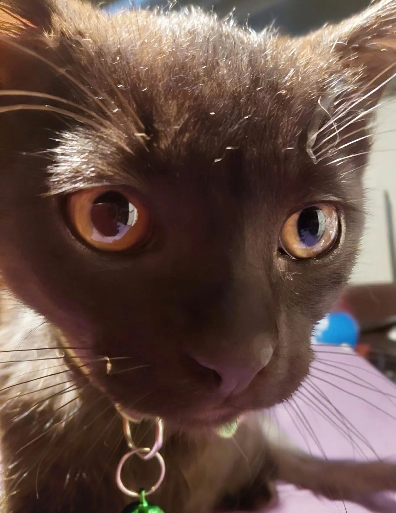 Binx - Domestic Short Hair