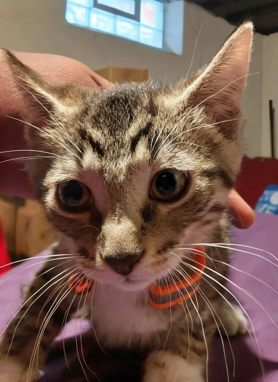 Oliver - Domestic Short Hair
