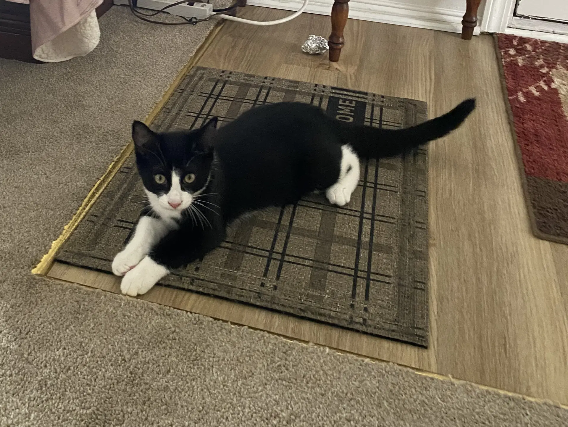 C Litter Lenny - Domestic Short Hair