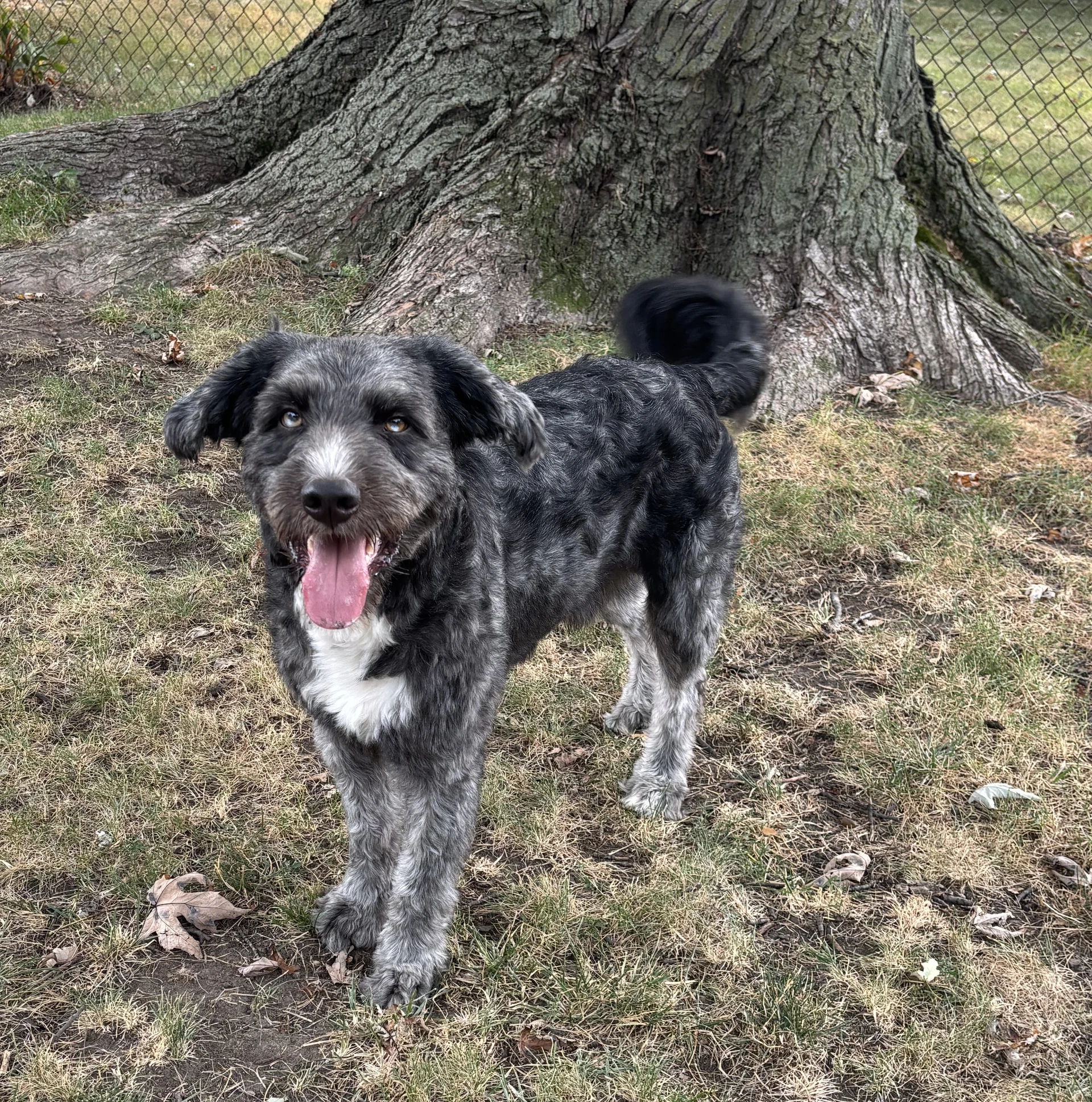 Finn