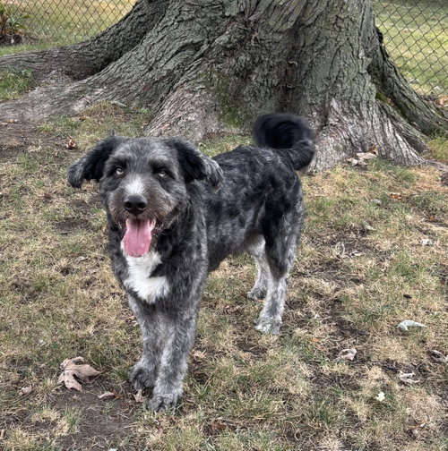 Finn, an adoptable dog