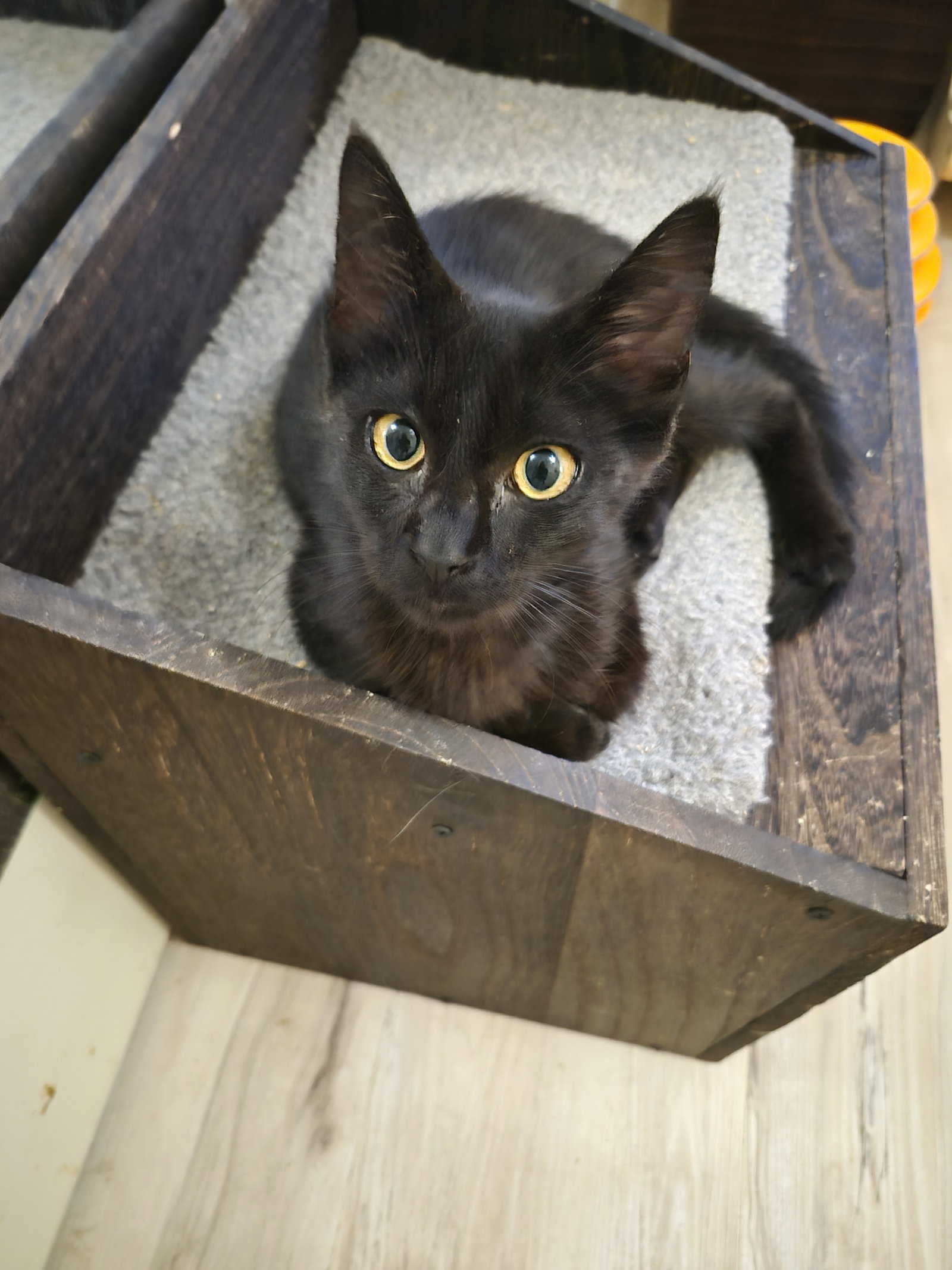 C338 Litter Levi, Domestic Short Hair