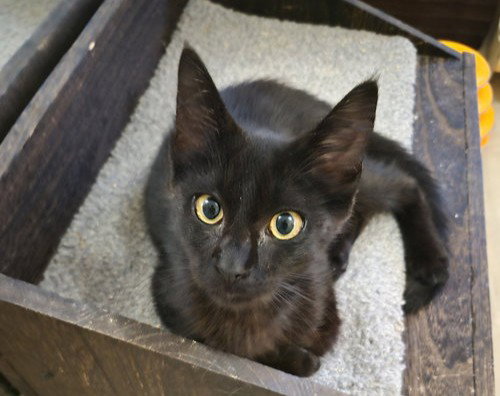 C338 Litter Mo, Domestic Short Hair