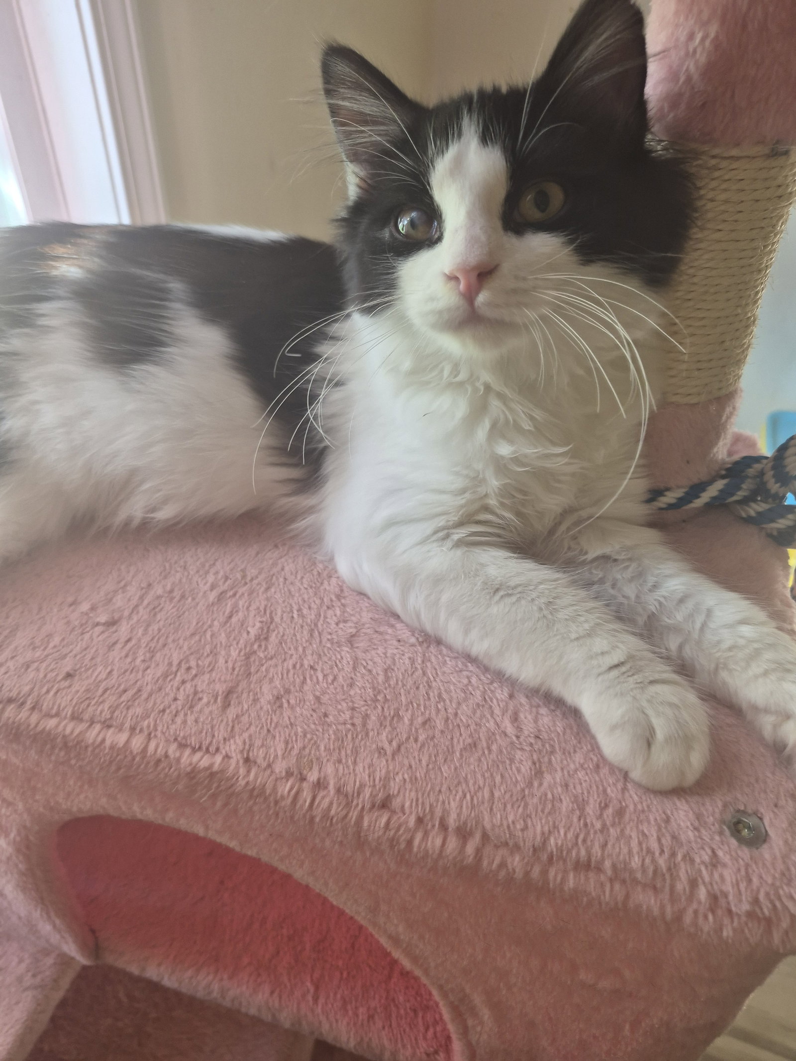 C338 Litter Ramsey, Domestic Long Hair