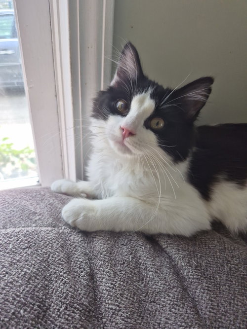 C338 Litter Ramsey, Domestic Long Hair / Mixed (long coat)