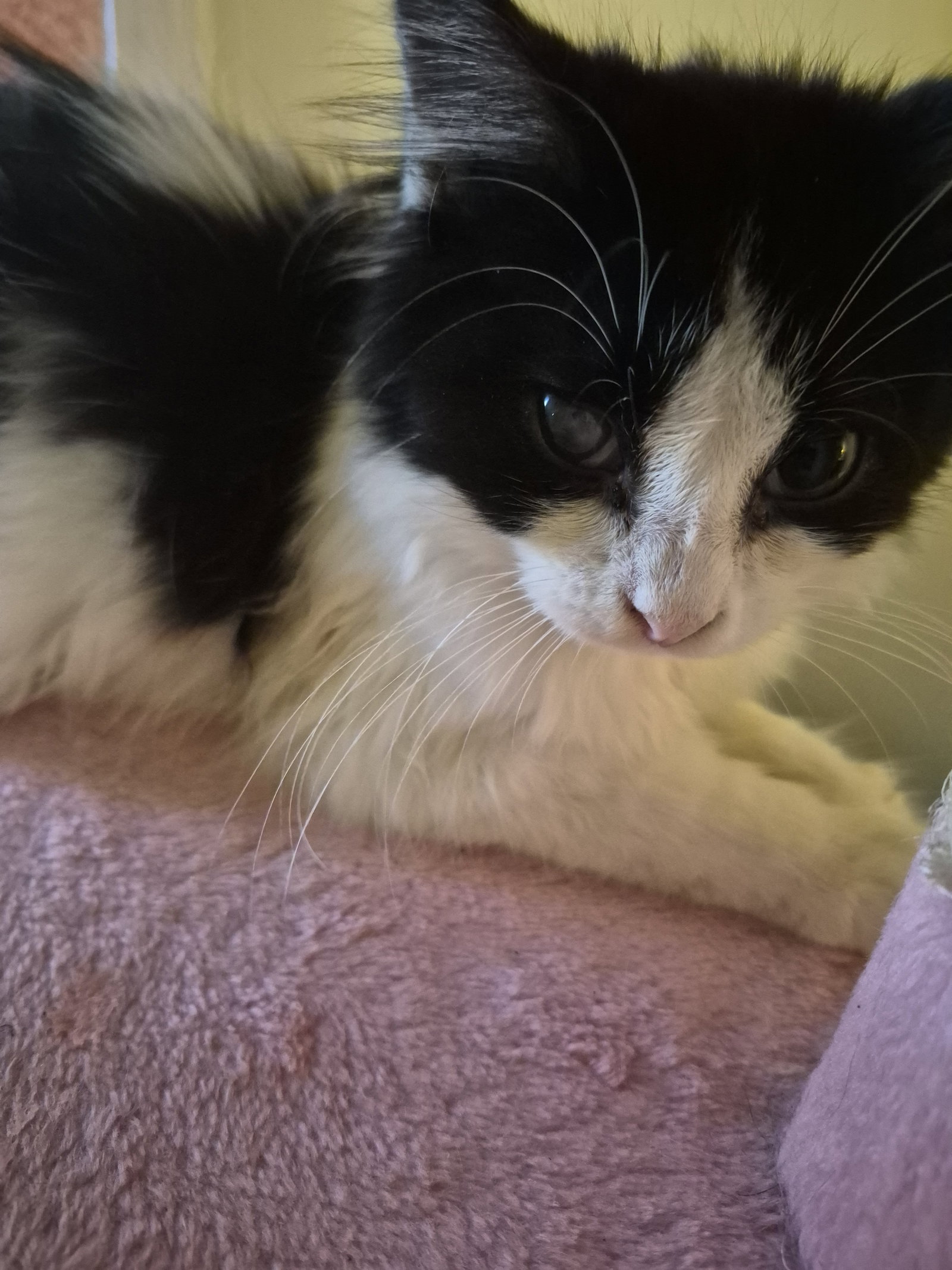 C338 Litter Audrey, Domestic Long Hair