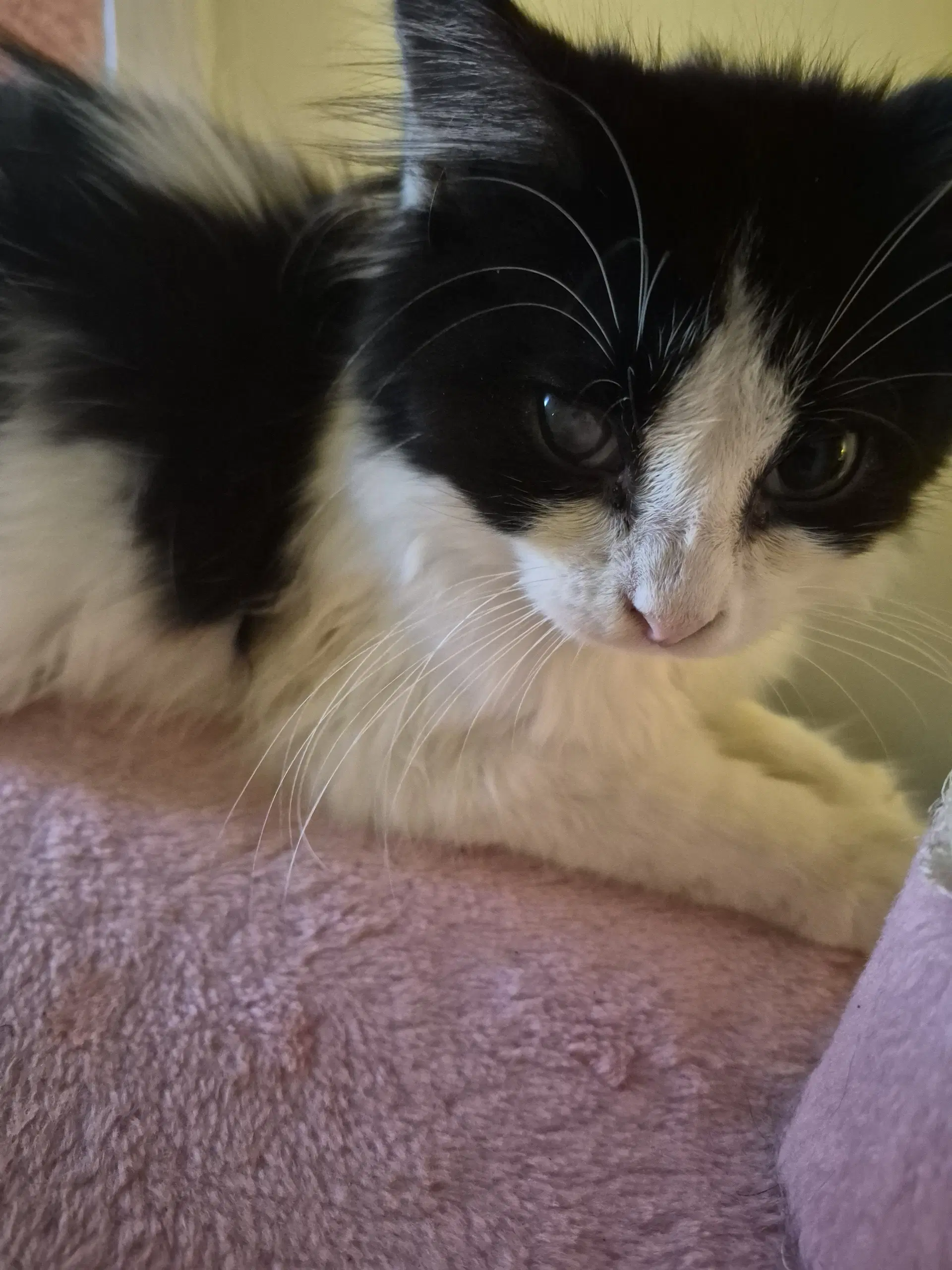 C Litter Audrey - Domestic Long Hair