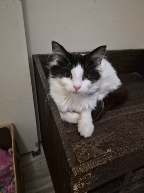 C338 Litter Audrey, Domestic Long Hair / Mixed (long coat)