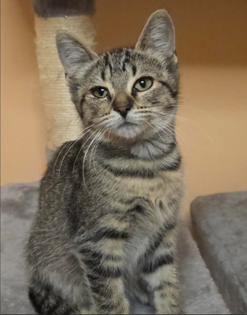 C339 Litter Jolene, a cat for adoption from Happy Days Dog and Cat Rescue