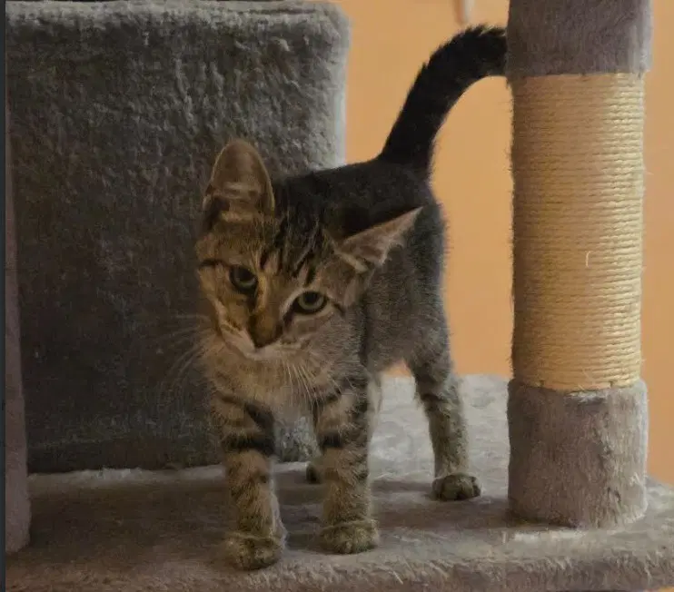 C Litter Jolene image 3