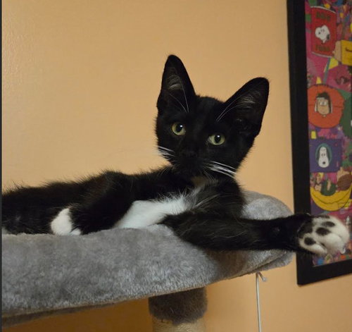 C339 Litter Oreo, a cat for adoption from Happy Days Dog and Cat Rescue