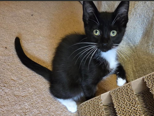 Photo 2 of C339 Litter Oreo