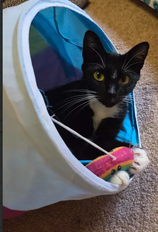 C Litter Dolly Mom - Domestic Short Hair