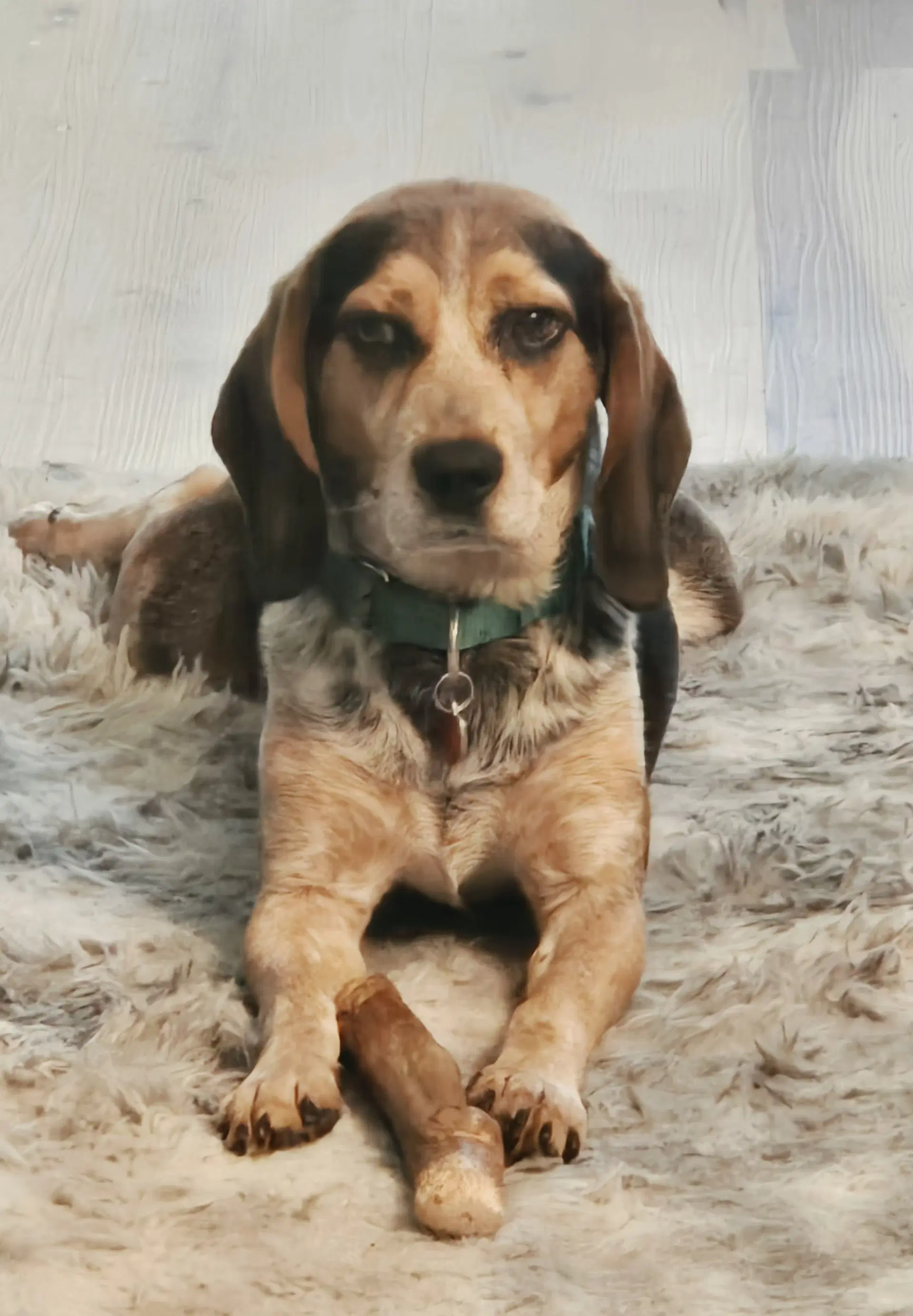 Gunner - Adoption Pending image 2