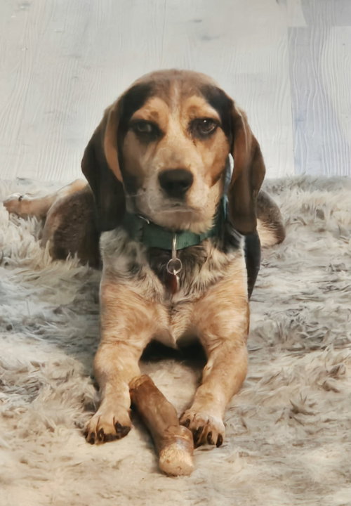 Gunner, adoptable Beagle (short coat) from Happy Days Dog and Cat Rescue