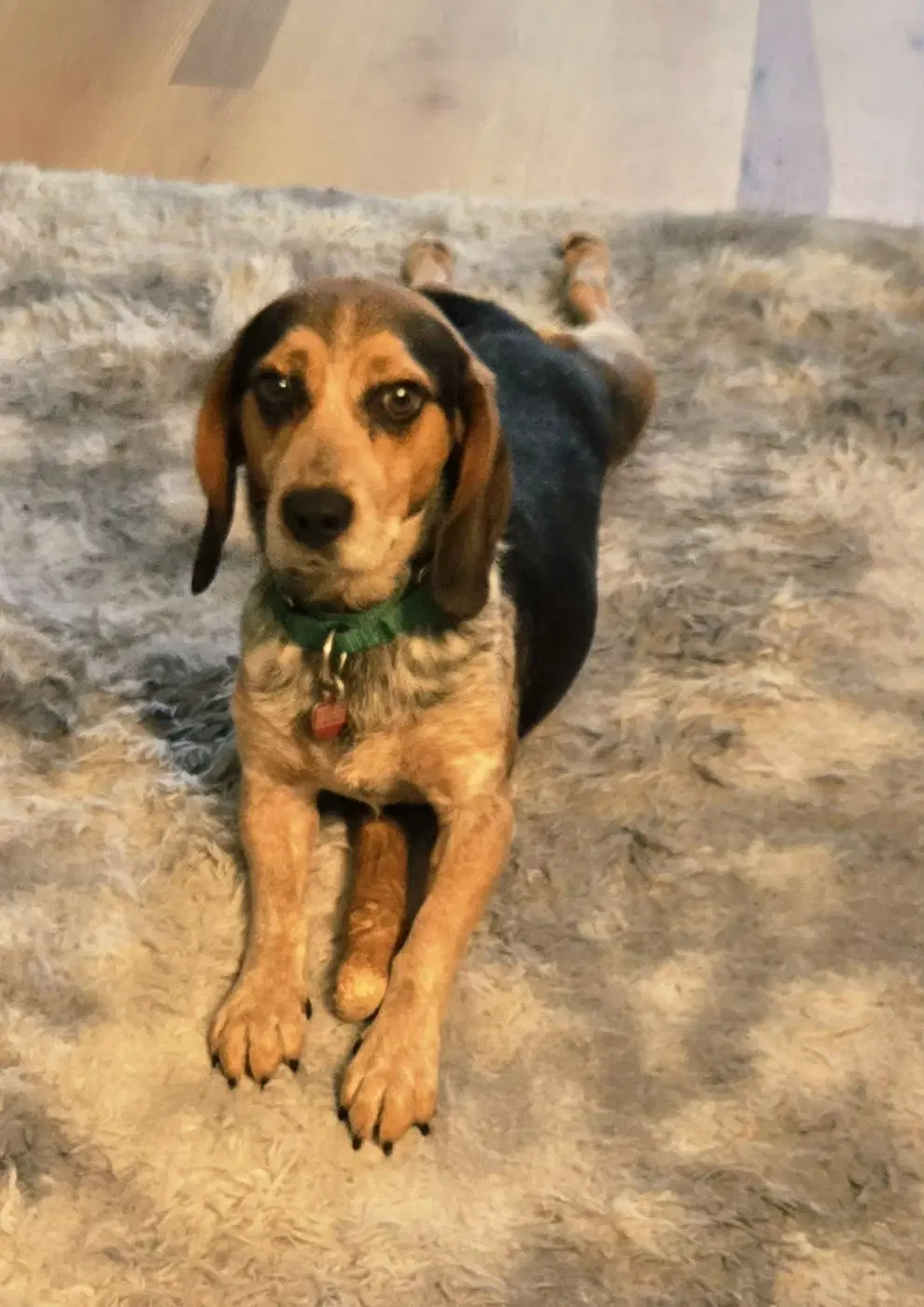 Gunner - Adoption Pending image 3