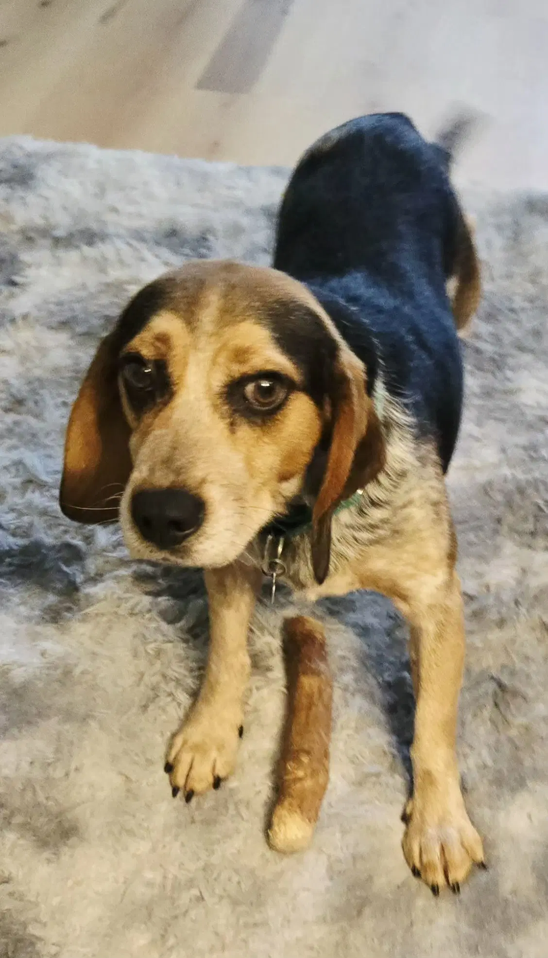 Gunner - Adoption Pending image 4