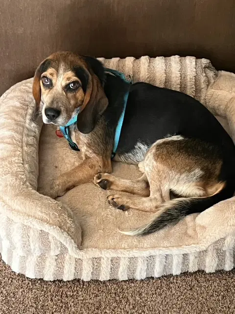 Gunner - Adoption Pending - Beagle