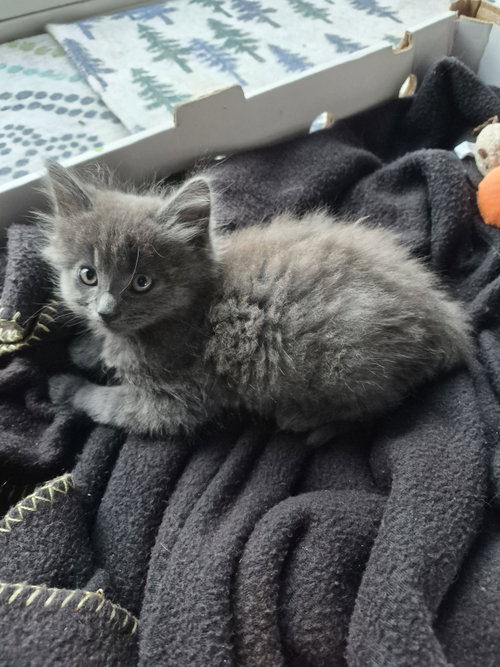 C340 Litter Rain, a cat for adoption from Happy Days Dog and Cat Rescue