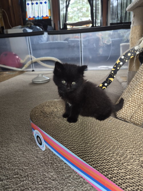 C340 Litter Puff, a cat for adoption from Happy Days Dog and Cat Rescue