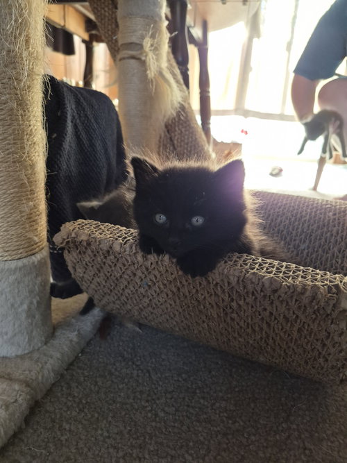 Photo 2 of C340 Litter Puff
