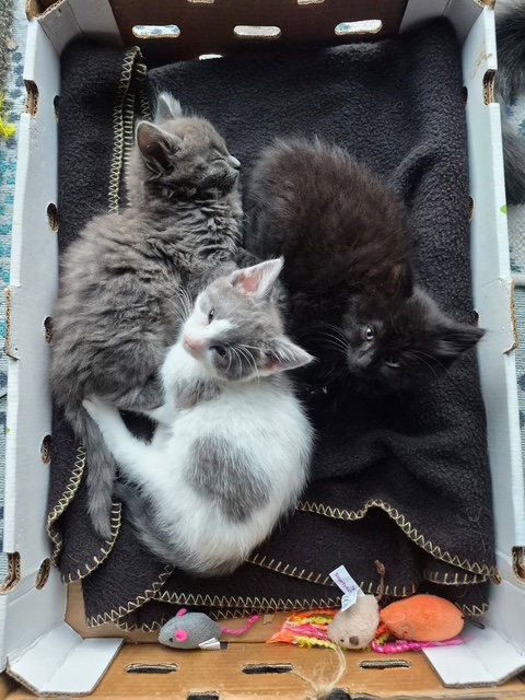 Photo 3 of C340 Litter Puff