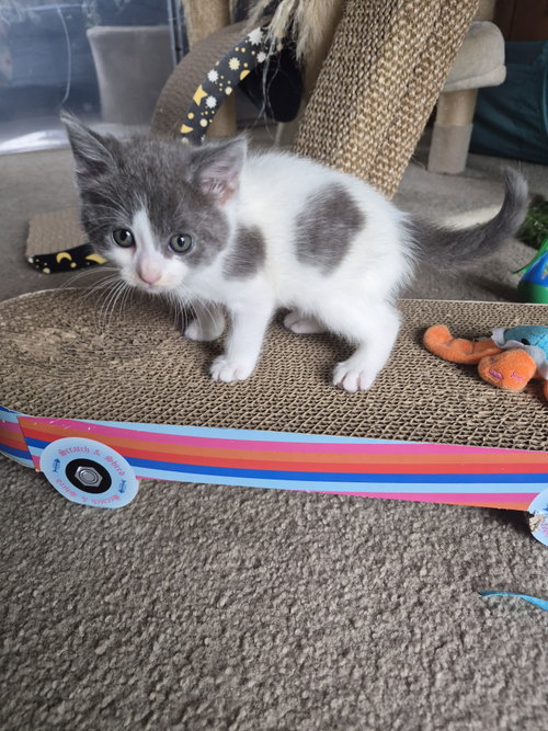 C340 Litter Frost, a cat for adoption from Happy Days Dog and Cat Rescue