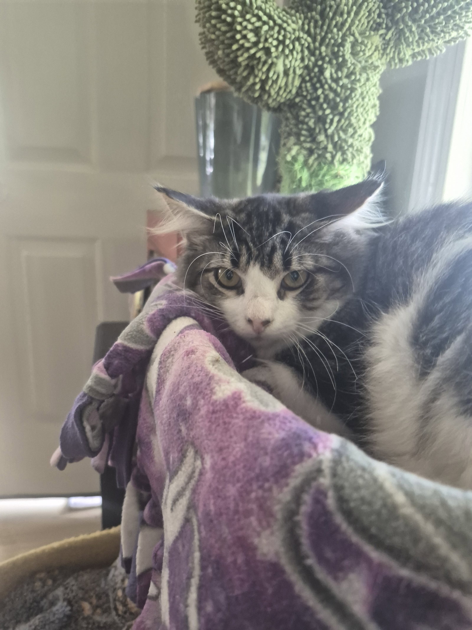 C338 Litter Mercedes, Domestic Long Hair