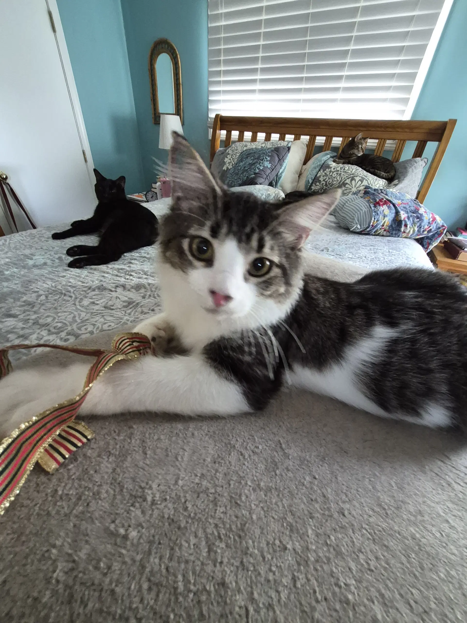 C Litter Mercedes - Domestic Long Hair