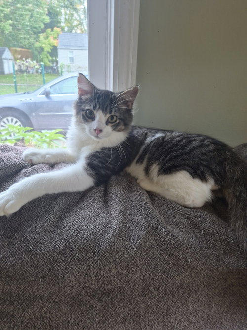 C338 Litter Mercedes, Domestic Long Hair / Mixed (long coat)