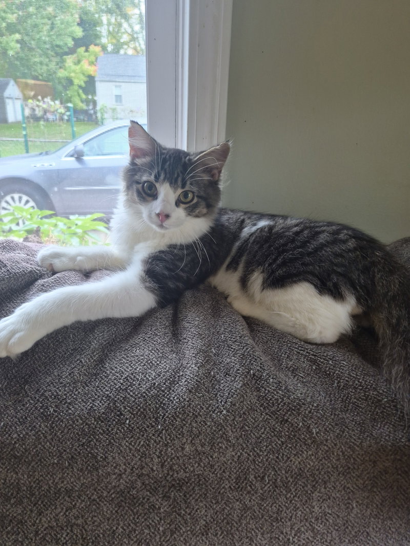 C338 Litter Mercedes, a male kitten up for adoption