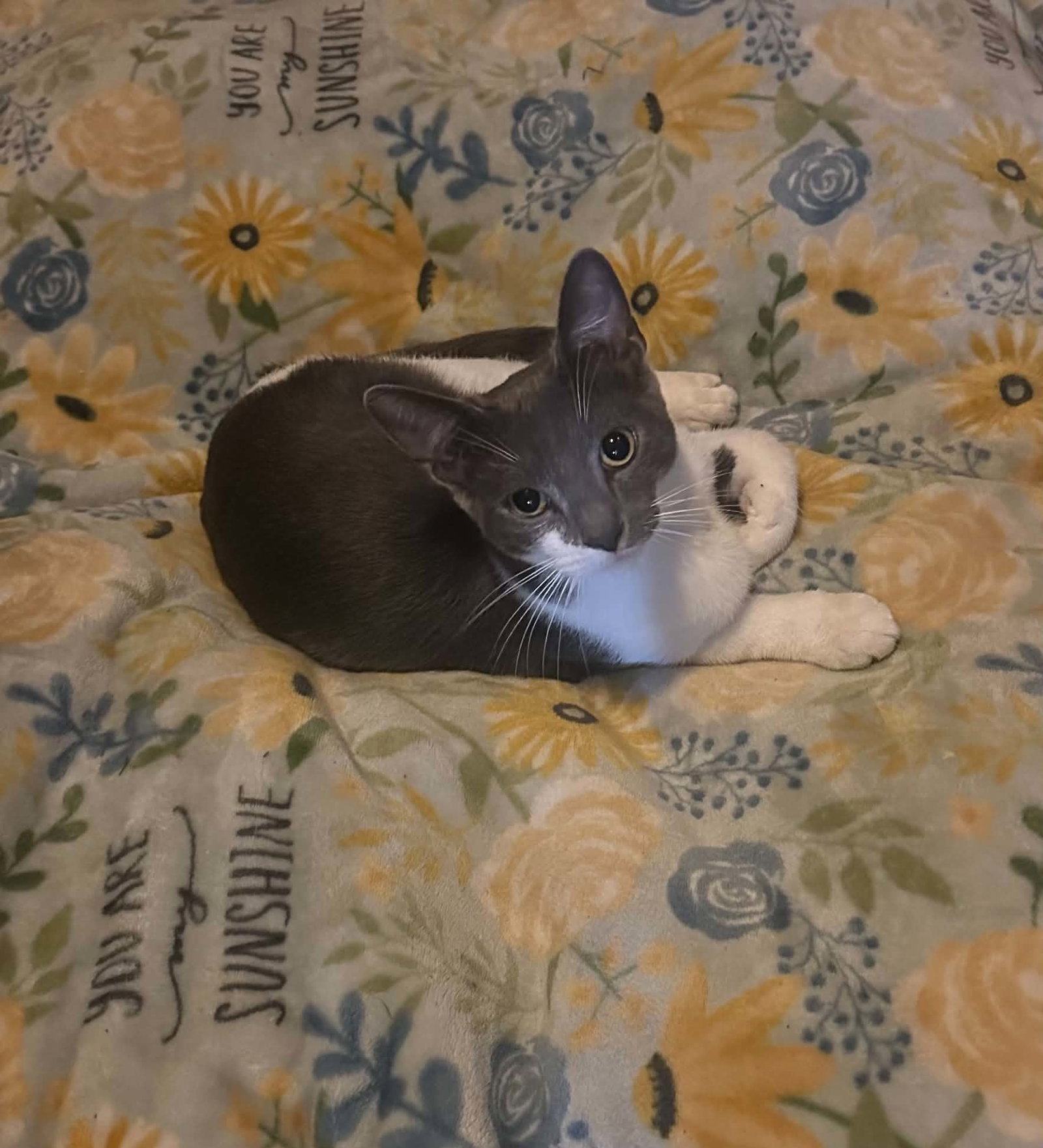 C341 Litter Casper, Domestic Short Hair