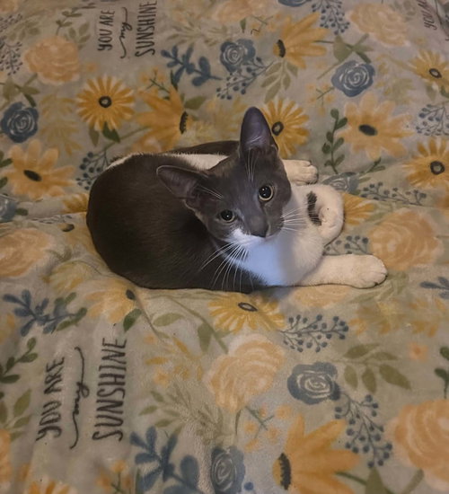 C341 Litter Casper, Domestic Short Hair (short coat)